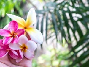 Olio di Monoi: caratteristiche e benefici