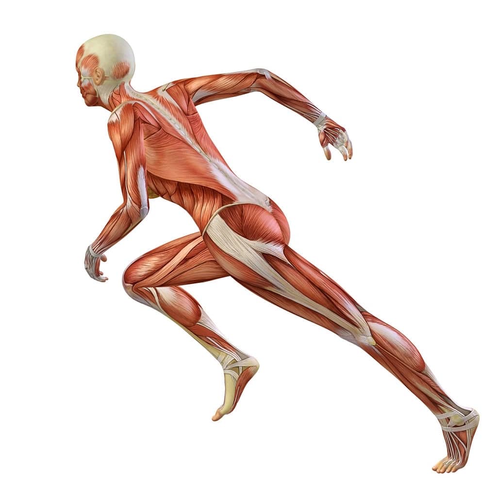 Muscolatura umana in movimento, atleta in corsa con dettagli anatomici visibili.