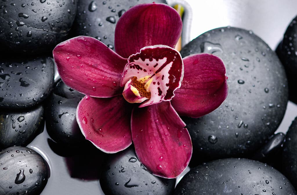 Pietre nere con gocce d'acqua e orchidea rosa al centro.
