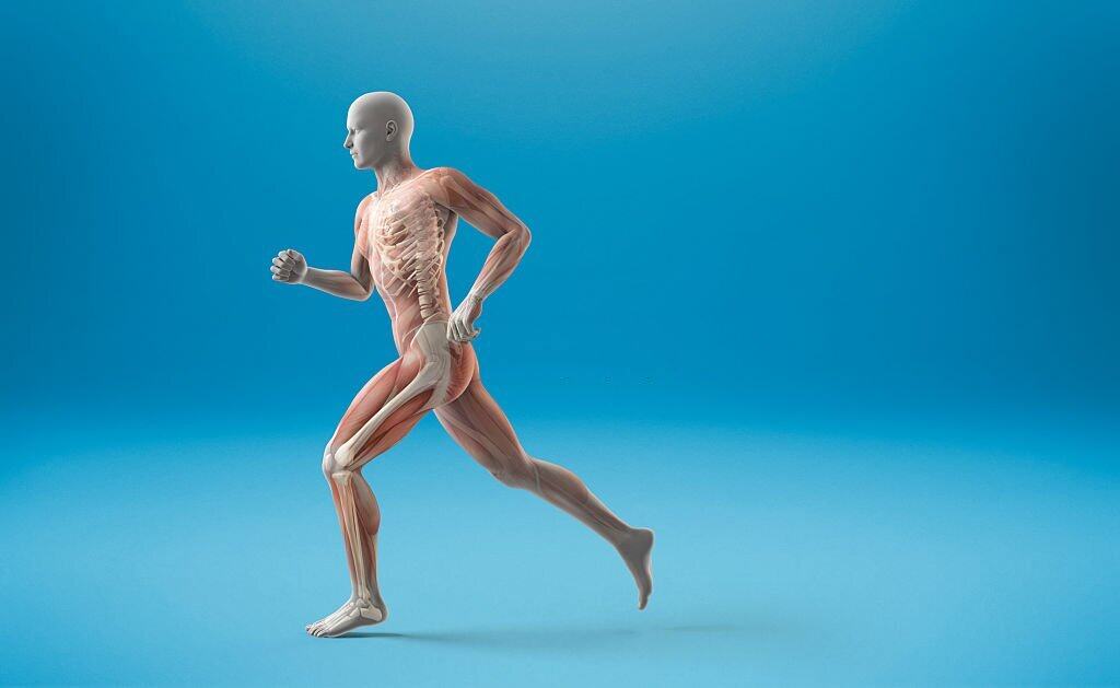 Corso di anatomia palpatoria a Genova