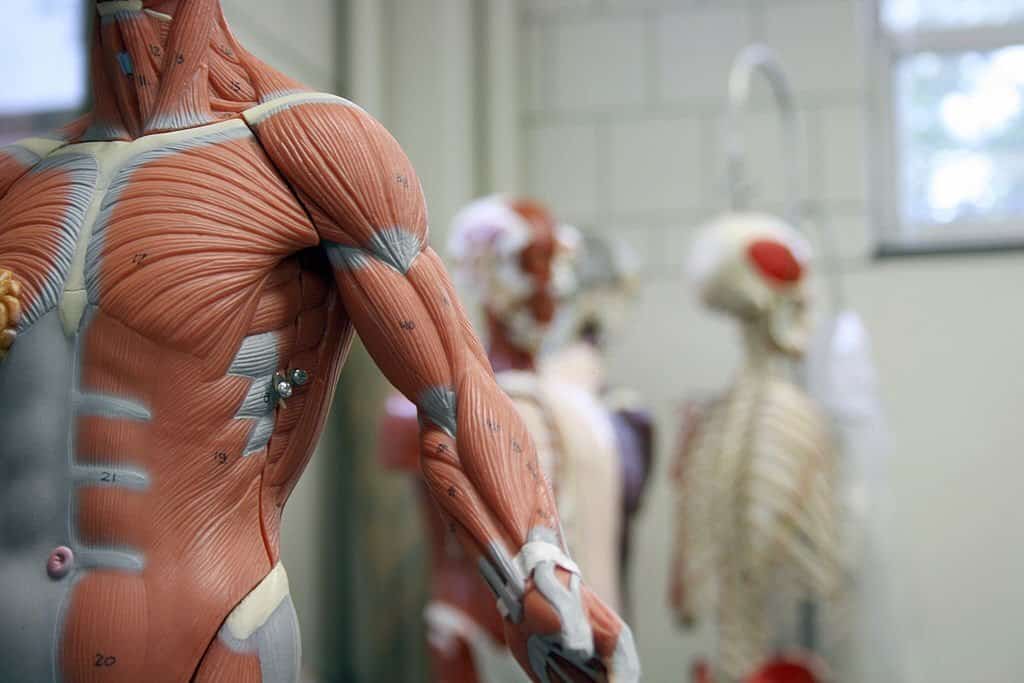 Corso di anatomia palpatoria a Udine