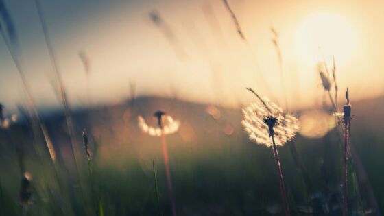 Corso Ayurveda a Bolzano: la natura che si esprime