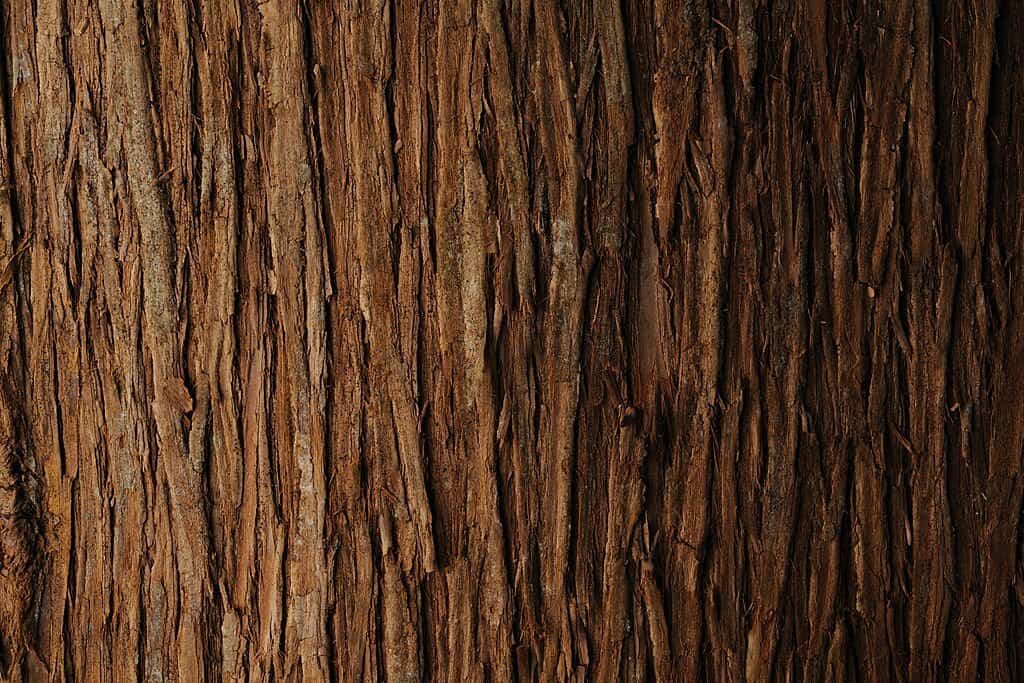 Corso di riflessologia plantare elemento legno a Reggio Calabria