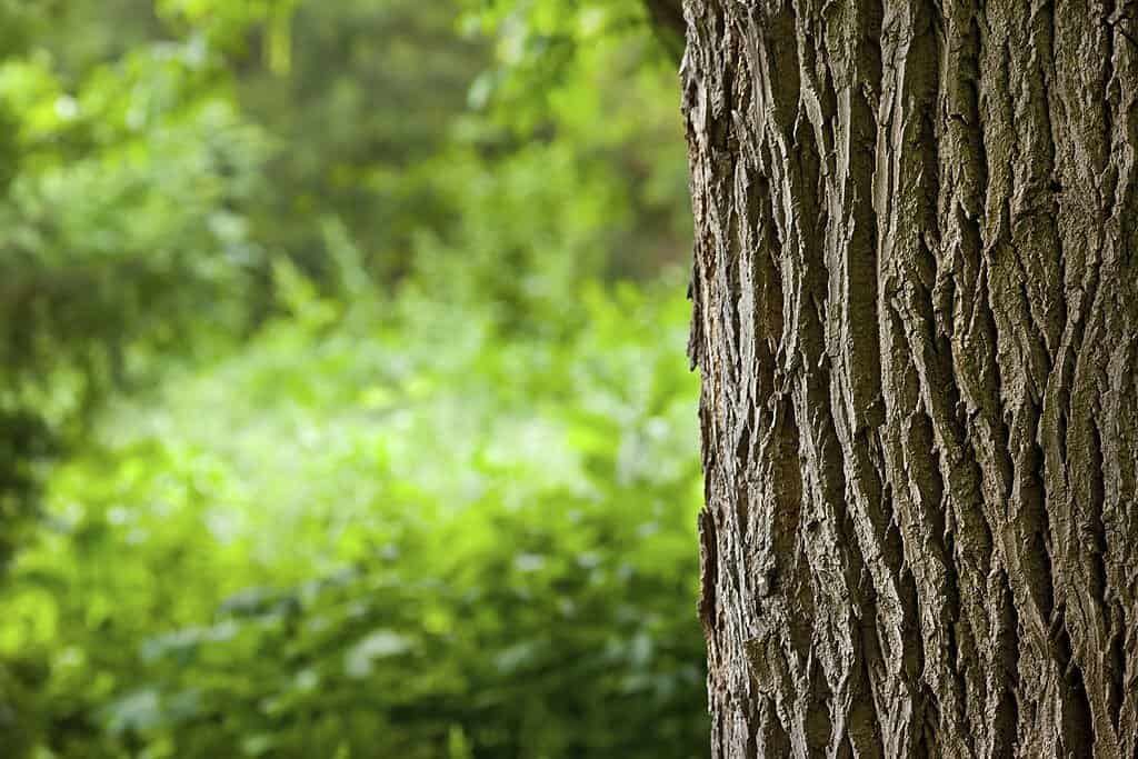 Albero sulla foresta con corteccia rugosa e sfondo di foglie verdi.