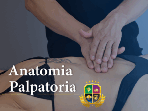 Anatomia Palpatoria: perch&eacute; il corso &egrave; cos&igrave; importante?
