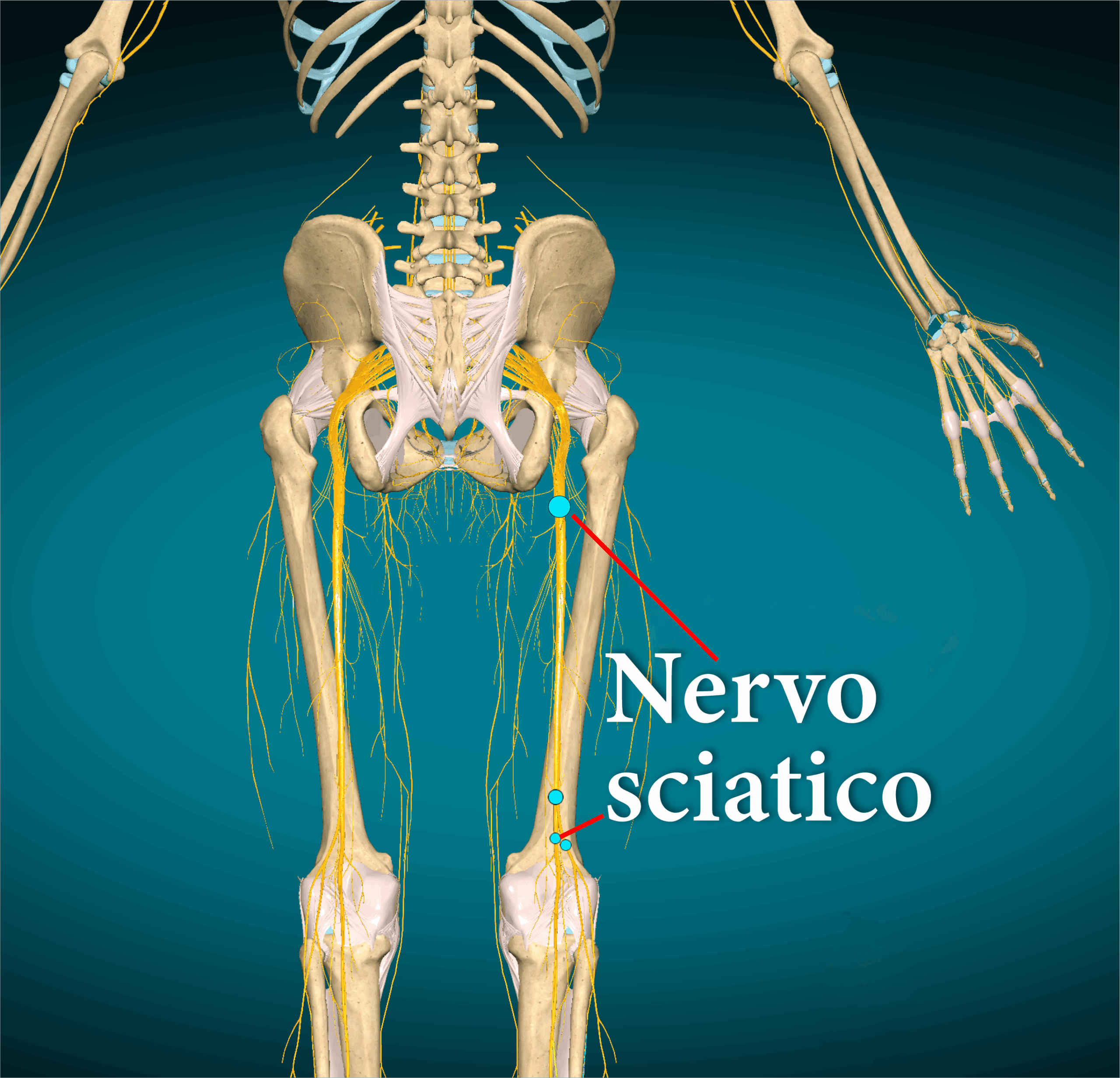 Nervo sciatico e struttura ossea del bacino evidenziati in dettaglio.